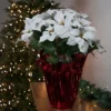 Northlight 26" White Artificial Christmas Poinsettia In Red Wrapped Base 2 Northlight 26" White Artificial Christmas Poinsettia In Red Wrapped Base -Home Furnishings Store GUEST 6efc75e4 04b0 47eb 8c31 7505aef26b70